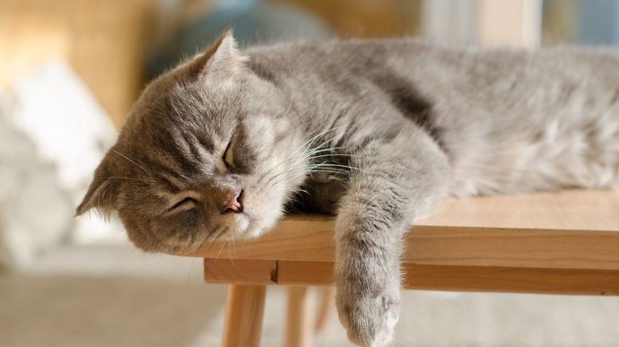 Poop Kucing dan Anjing