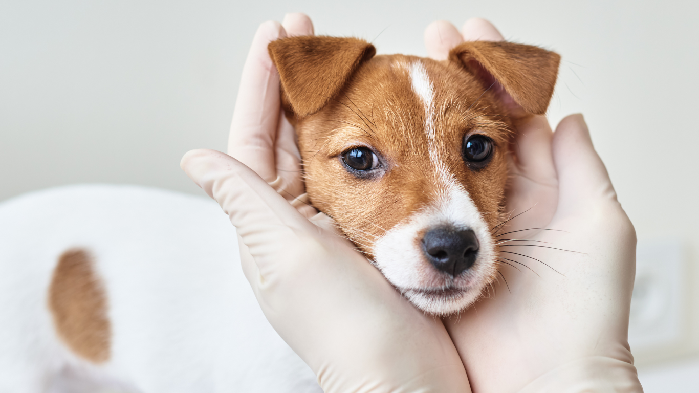 Home visit pemeriksaan umum